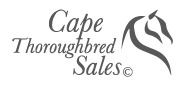 Cape Thoroughbred Sales